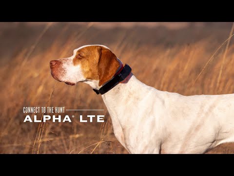 Garmin Alpha LTE antkaklis šunims