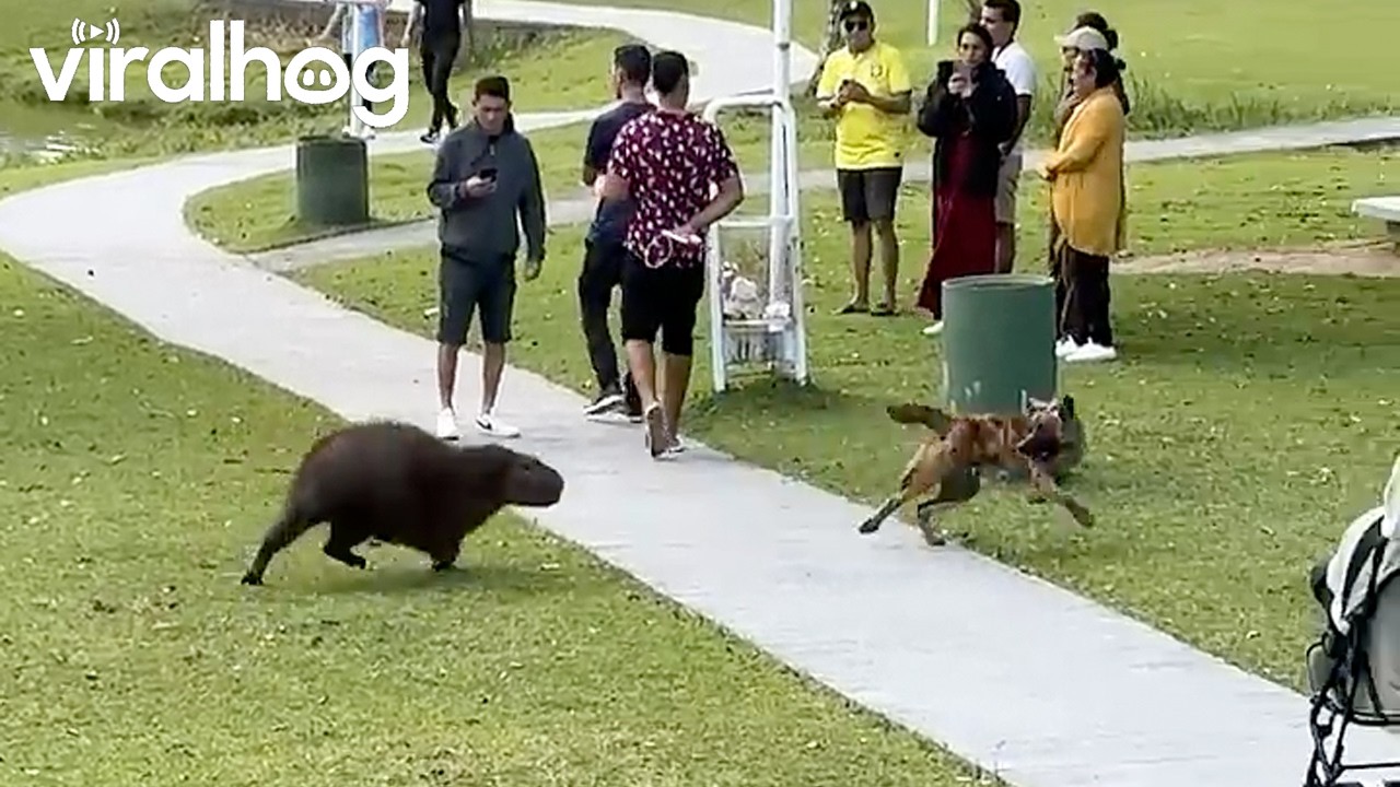 Capybara Wants to Play With Dog || ViralHog