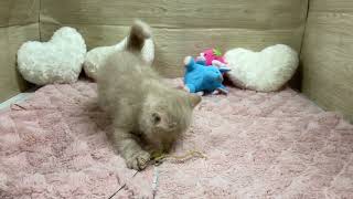 エキゾチックの動画01