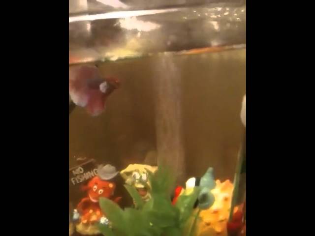 Betta fish in an Hawkeye 1 Gallon Tank