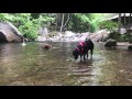 Barney Sandy Shogi And Layla On Pine Meadow Trail