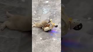 Download lagu si pembalap kecil ll kucing lucu naik motor mp3