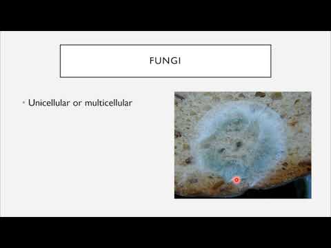 BIO 205 - Chapter 1 - An Invisible World