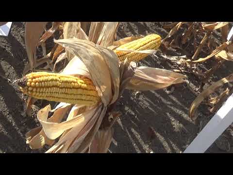 Dekalb, DKC3972, kukorica, Szántóföldi Napok, 2018., v180920-1-183