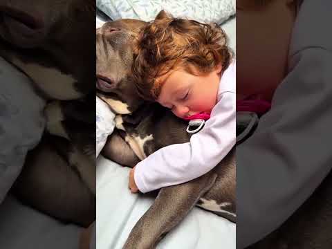Funny stories about children and dog ❤🥰 #pet #dog #cat #cute
