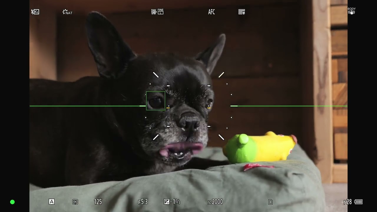 LUMIX S9ユースケースムービー 撮る喜びも、持つ喜びも。～ペット編～【パナソニック公式】