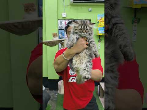 Siberian Tabby Kitten Sell Low Price. #pets #cats #kittens #shorts #tabby #catsworld