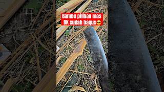 Download lagu bambu petung serat merah yang kuat buat layangan ciri kahs #bayukendang #layangan mp3 Download lagu bambu petung serat merah yang kuat buat layangan ciri kahs #bayukendang #layangan mp3