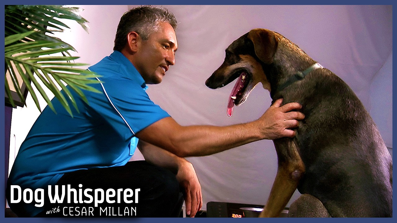 Doberman So Traumatized It Shuts Down From Fear | S5 E16 Full Episode | Dog Whisperer