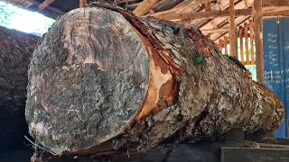 sawing of old redwood logs full of dense fibers when sawn at the sawmill