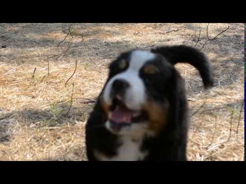 GOLDAWARD BASIMA, 6 weeks