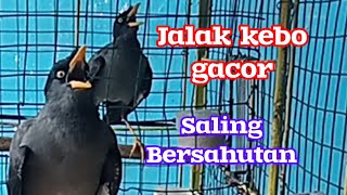 Download lagu Jalak kebo gacor saling bersahutan mp3