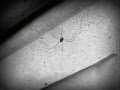 BoRiS T SpiDeR