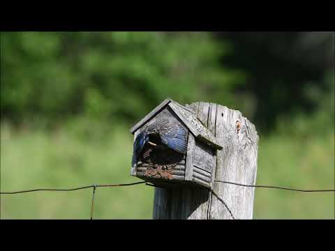 Bluebirds Leaving the nest