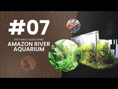 AMAZON RIVER | UPDATE #07 | Planted Aquascape Natural Style | Fish Tank