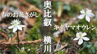 【奥比叡】横川でお花探し
