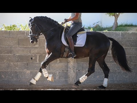 **SOLD**  Young Black Piro Free Star (REF#364)