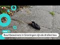 Pas op, een drol! En nog een. En nog een...