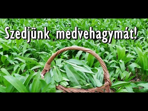 Medvehagymát találtunk a Csíki-havasok mélyén! Teli van ehető vadnövénnyel a Kárpátok hegyei!