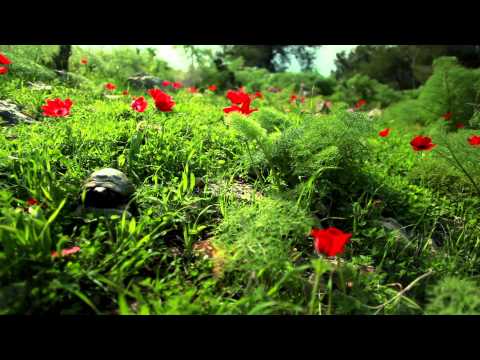 dayanmoon, daya moon