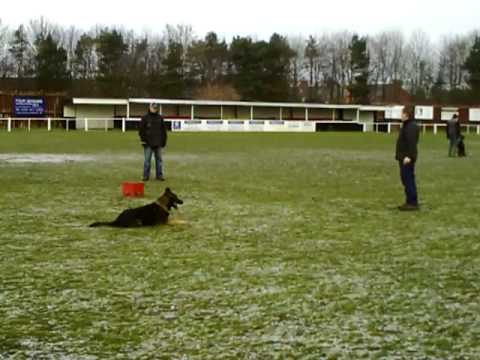 Quattro Obedience 08 02 09