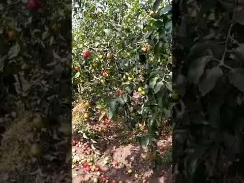 яблоки на сок