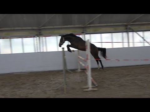 Thio van T& L -  Vigo, OS stallion, *  2021 for sale