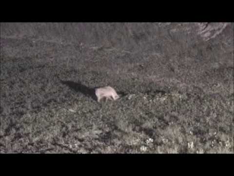 Djuma Game Reserve : Hyena at the dam and calling this evening Dec 29, 2017