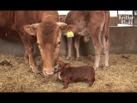 La vaca es la madre de este perro? (Parte 1) | Kritter Klub