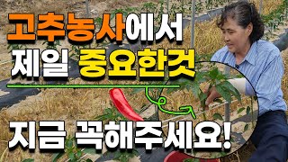 고추 다수확 이렇게 심어야 가능합니다 고추농사에서 제일 중요한 이것 꼭 이렇게하세요