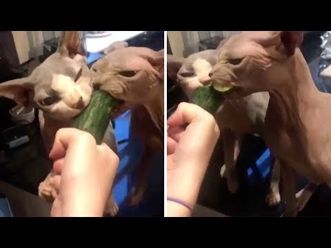 Bald Cats Love Cucumber - YouTube