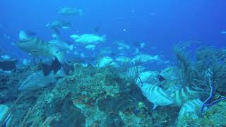 Best dive of the season!