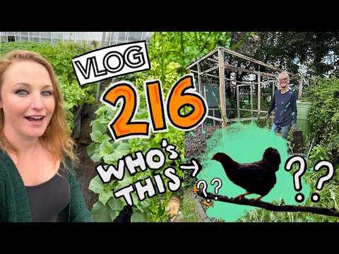 Surprise new member of the clan! Plus Foxes, Sweetpeas and Floor Progress!! Ep216 || Plot 37