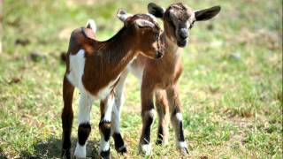 (05) Der Wolf und die sieben Geißlein - Märchen der Gebrüder Grimm | Vorgelesen als Hörbuch/Hörspiel