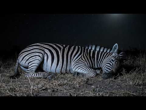 Live Zebra Foaling Watch Cam | Pregnant Zebra Close to Birth — 14.02.2026