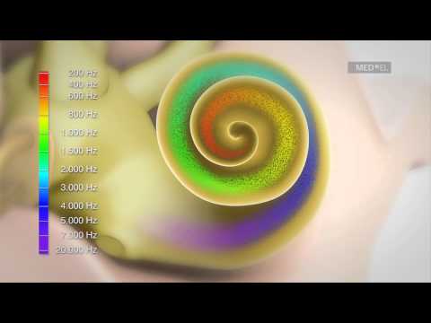 Der Prozess des Hörens und Wie Hören funktioniert