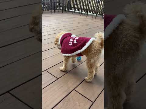 経営学科 サンタ服を着たトイプードル15ヶ月 #toypoodle #トイプードル
