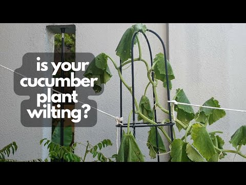CUCUMBER PLANT WILTING SUDDENLY? | Signs to diagnose Bacterial Wilt in cucumber plants