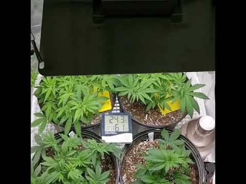 Sf1000 grow