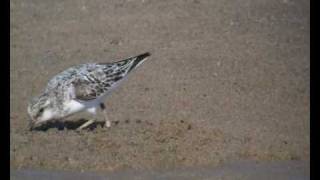 preview picture of video 'Piaskowiec Calidris alba'