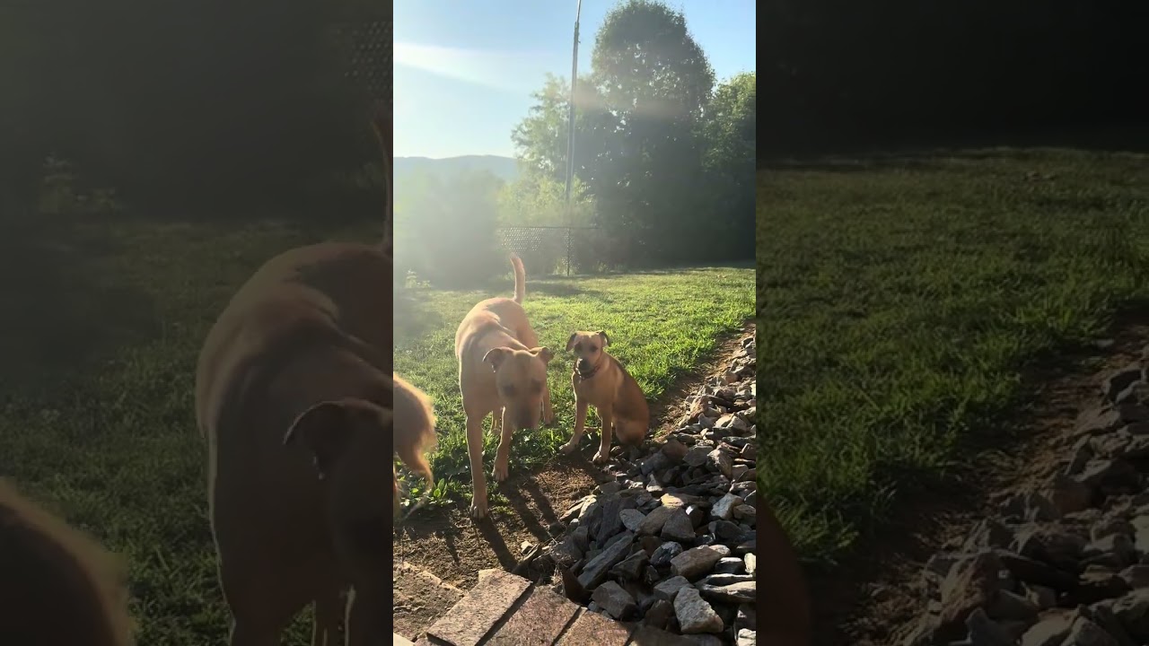 Enlarge Ruffin, a ADOPTABLE mixed breed in Wilkesboro, NC video 5/5