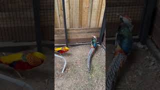 Download lagu Golden Pheasant and Lady Amherst Pheasant mp3