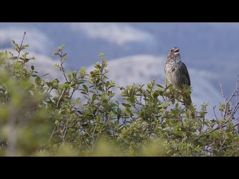 Yosemite Nature Notes - 23 - Birdsongs