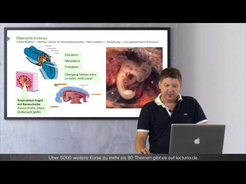 Allgemeine & spezielle Embryologie | Dr. Steffen-Boris Wirth bei Lecturio