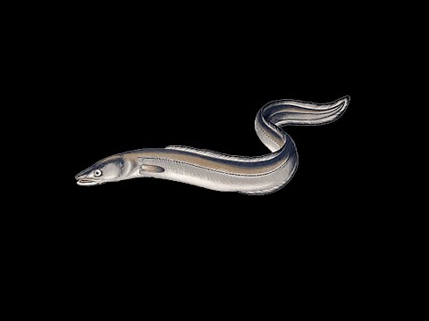 Gladde Paling Presents : VISSA, 16-12-22, 013 Tilburg