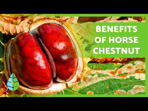 HORSE CHESTNUT🌰🌿 Health Benefits, Recipes, and Safety Tips