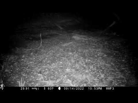 Otter in Blaasveld Broek