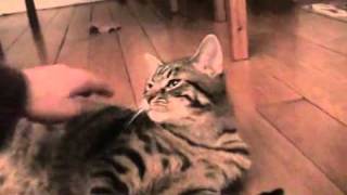 Kiwi me répond quand je lui parle, ici quand je le caresse