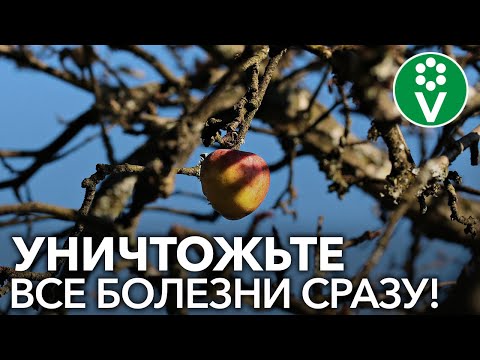 Обработайте ТАК сад ПЕРЕД ЗИМОЙ! Классический рецепт искореняющей обработки