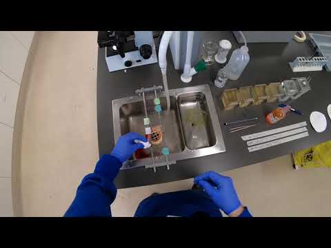 The H&E Staining Protocol